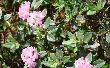 Proprietăți utile Sagan-Daylam și contraindicații (Rhododendron Adams)