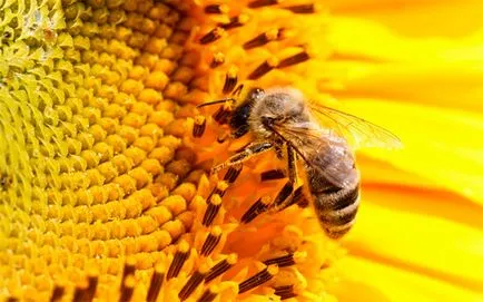 Hasznos tulajdonságai méz és ellenjavallatok