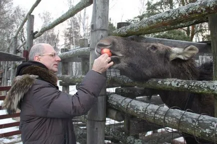 Pat și alimenta stația biologică elani Moose cerb în insula Moose