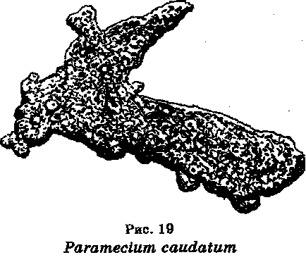 protozoare Subregnul (protozoare)