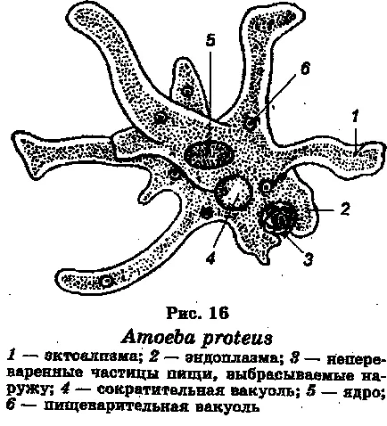 protozoare Subregnul (protozoare)