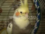 Parrot Cockatiel - грижи, отглеждането, храненето