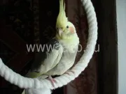 Parrot Cockatiel - грижи, отглеждането, храненето