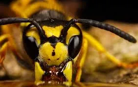 Раирани мед растения Каква е разликата между оса, пчела и пчели в един свят на интересни неща