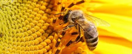 Раирани мед растения Каква е разликата между оса, пчела и пчели в един свят на интересни неща