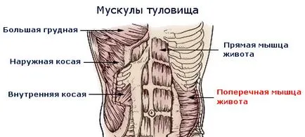 Transversus абдоминис