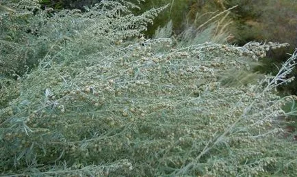 Artemisia в гинекологията на фиброиди, ендометриоза, овариални кисти