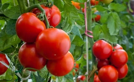 Andromeda за отглеждане на домати определящи домати