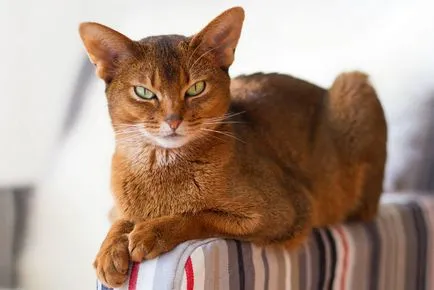 Cat порода абисински снимки, описание, характеристики