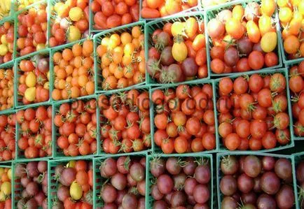 soiuri de tomate Cherry pentru teren deschis și închis, înalt și mici, foto și video