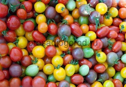 soiuri de tomate Cherry pentru teren deschis și închis, înalt și mici, foto și video