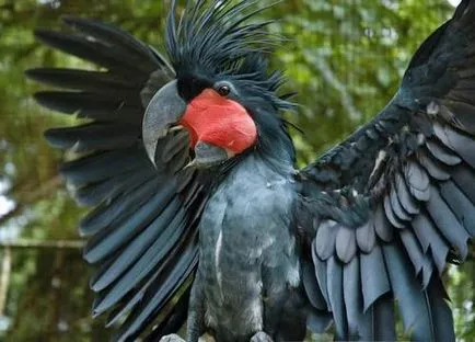 Cockatoo papagal foto, video