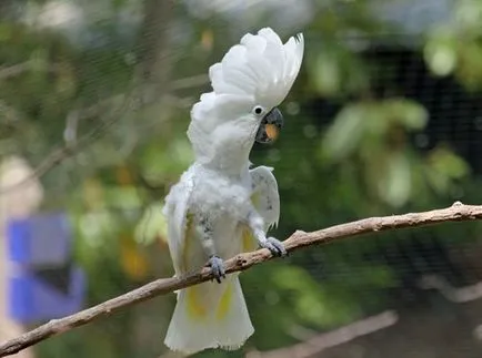 Cockatoo papagal foto, video