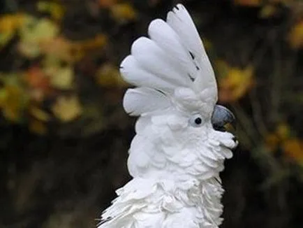Cockatoo papagal foto, video