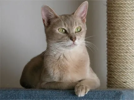 Cat порода абисински снимки, описание, характеристики