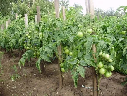 Andromeda cultivare tomate roșii determinante