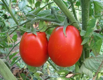 Andromeda за отглеждане на домати определящи домати
