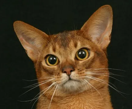 Macska fajta abesszin fotó, leírás, jellemzők