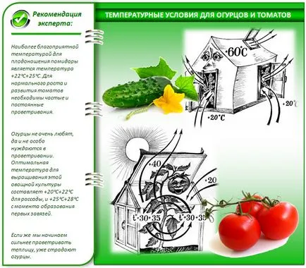 Домати и краставици в оранжерии, създаване на отделен климат