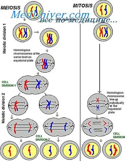 cromatinei sex