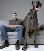 Порода на големи кучета за охрана на апартамента и как да си изберете един дом