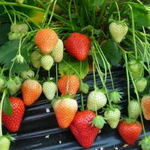 Plantarea și în creștere de căpșuni Frigo - gradina fara griji