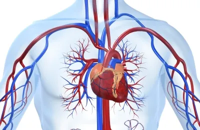 Инфаркт на миокарда, което причината за смъртта и какво е то