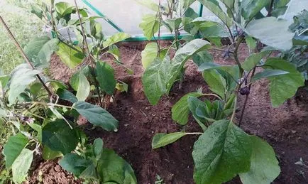 Plantarea vinete în seră - un ghid pas cu pas video de