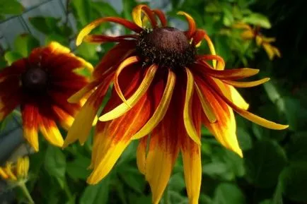 Засаждане и грижи за Rudbeckia