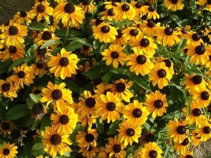 Засаждане и грижи за Rudbeckia