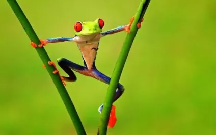 Забавні жаби в фотографіях (20 фото) (фотографів) Забавні жаби в фотографіях (20 фото)
