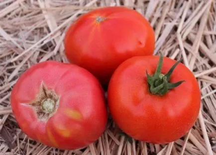 Късно сортове маломерните домати с описание и снимка