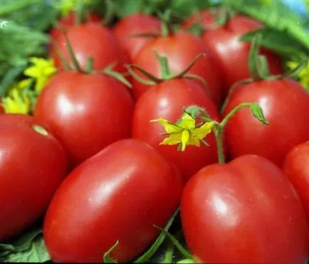 Късно сортове маломерните домати с описание и снимка