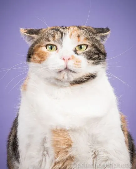 Lovely Fat 18 fotografii uimitoare emoțional pisici-Tolstunov