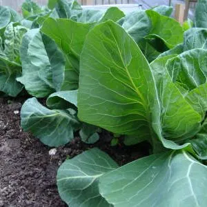 Utilizarea de praf de tutun în grădină - grădină fără griji