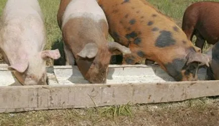Използването на хранителни добавки и премикси в растящи прасета в страната