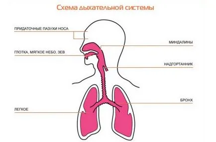 Пристъпи на кашлица през нощта детето защо са там и как да се справят