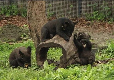 Seaside Safari Park, Primorsky Krai, Vladivostok