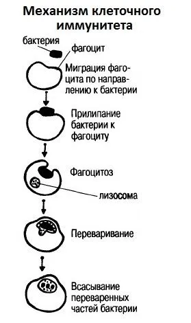 Пробиотици и имунитет