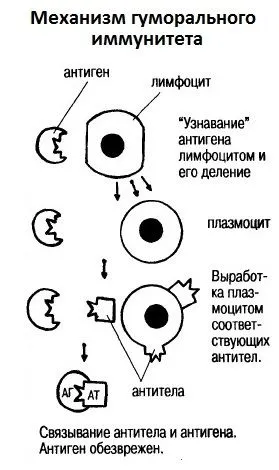 Пробиотици и имунитет