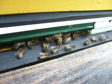Eladó királynők méhek vö