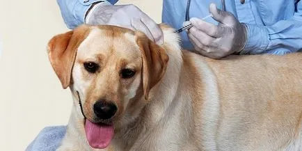Beoltása kullancsok ellen kutyák számára vakcinázott kutyák