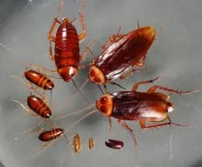 Проверете стаи и констатацията, където живеят хлебарки в апартамента