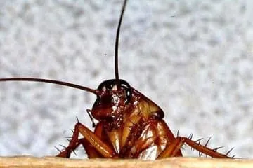 Проверете стаи и констатацията, където живеят хлебарки в апартамента