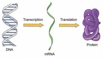 Dovada directă a rolului genetic al ADN-ului caracteristici, descrierea și fapte interesante