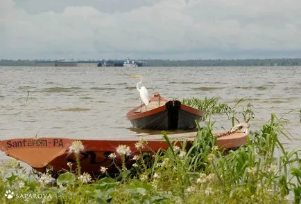 Utazás az Amazonas, frissebb - a legjobb a nap, amit valaha is szüksége van!