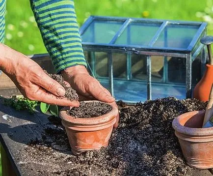 Gyógynövények a kertben tervezési ötletek, ültetés és gondozás