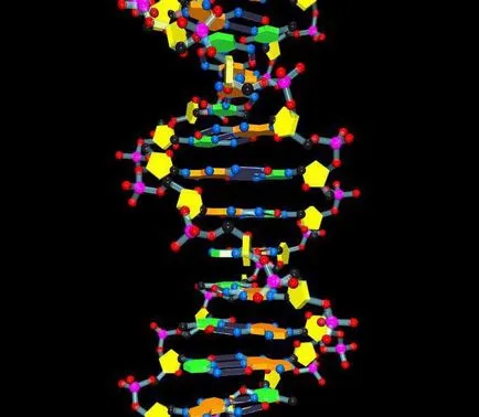 Dovada directă a rolului genetic al ADN-ului caracteristici, descrierea și fapte interesante