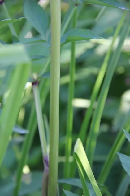 vârf de plante