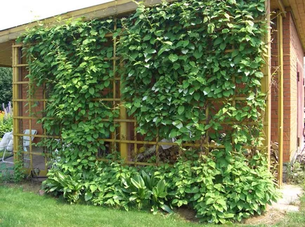 Растения за вертикално озеленяване вашия дом